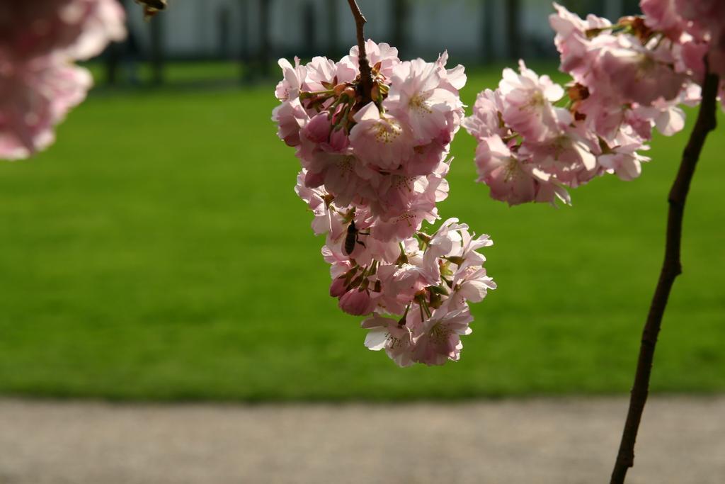 Apparthaus Pfeifer บาเดน-บาเดน ภายนอก รูปภาพ
